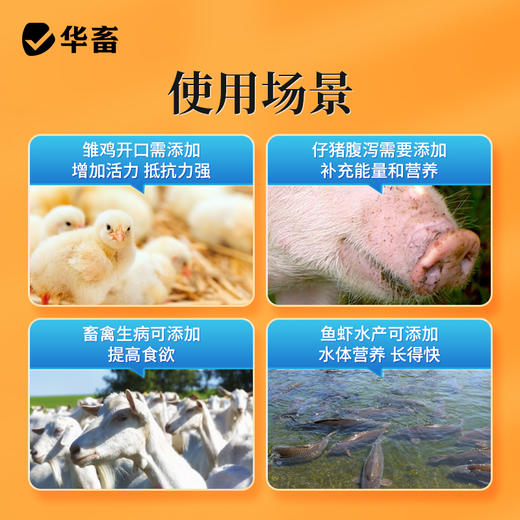 华畜氨基酸多维葡萄糖粉畜禽猪牛羊抗应激养殖鸡鸭鹅饲料添加剂 商品图4