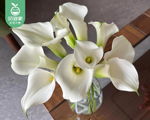 【预售-4月8日配送】白色马蹄莲/1扎（10枝） 商品图2