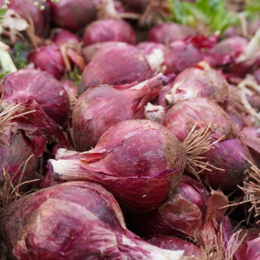 生态水果紫洋葱丨生态标准种植，原生态，清脆爽口⭐️顺丰快递 商品图1