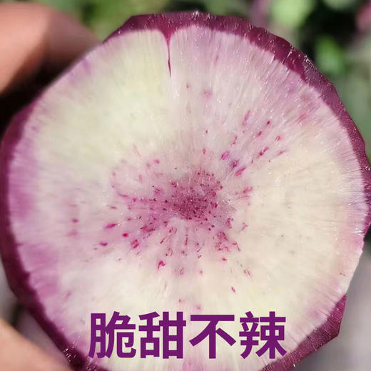 有机冰淇淋萝卜500g脆甜不辣果肉多汁新鲜满额包邮 商品图2