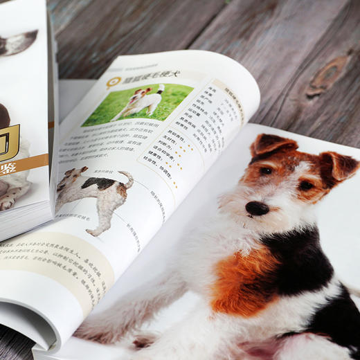 宠物大本营--名优宠物狗品种图鉴 商品图4