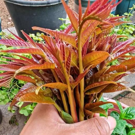 [最农公社]顺丰到家|沂蒙山露天红油香椿1斤2斤3斤4.5斤 商品图5