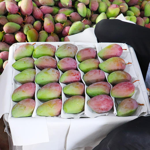 海南贵妃芒 当季现摘 商品图10