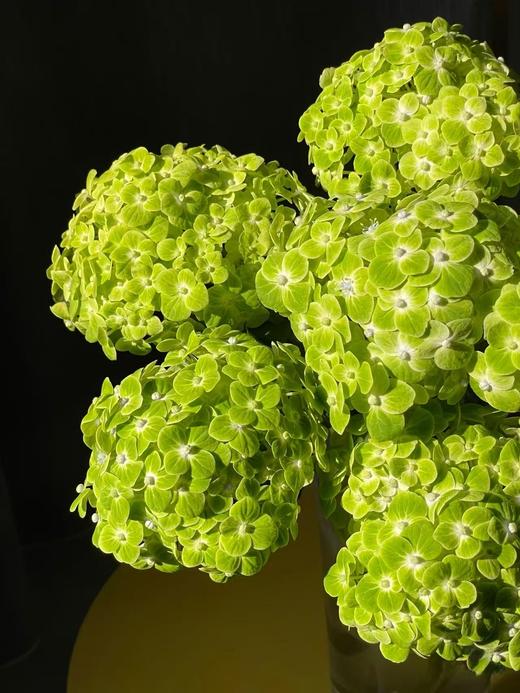 翠绿色绣球1枝 商品图0