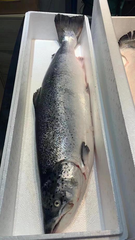 & 每日现切三文鱼中段🍣顺丰冷链✈包鲜，包邮‼ 商品图9