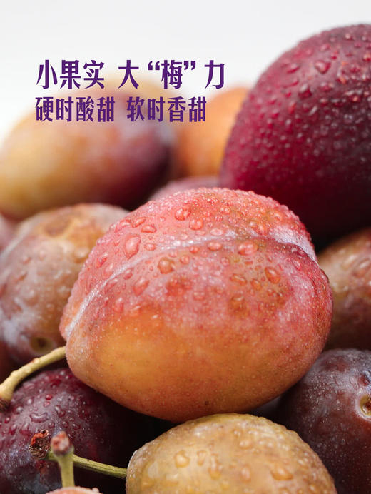 MM 山姆 智利西梅 1.2kg 商品图6