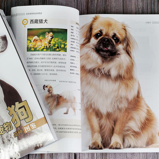 宠物大本营--名优宠物狗品种图鉴 商品图5
