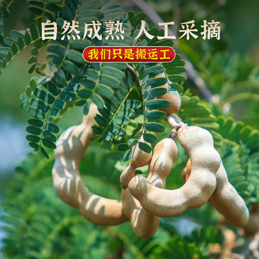 罐装甜酸角云南特产甜酸角甜角罗望子酸甜角酸角大果孕妇零食 商品图2