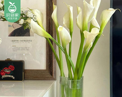 白色马蹄莲（长约60cm*10支/扎） 商品图3