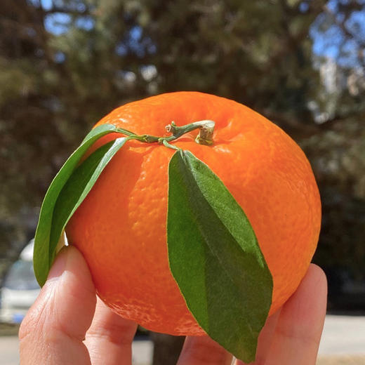 【自营】云南雪山小甜甜无核蜜沃5斤/9斤 规格可选  顺丰包邮 商品图3