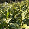 【鲜甜爽滑】明前头采  2026年龙井43品种  50g/250g/500g豆香浓 鲜爽甜 回甘久 商品缩略图1
