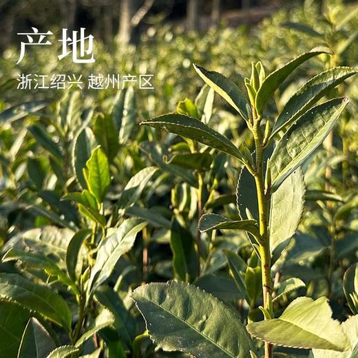 【鲜甜爽滑】明前头采  2026年龙井43品种  50g/250g/500g豆香浓 鲜爽甜 回甘久 商品图1