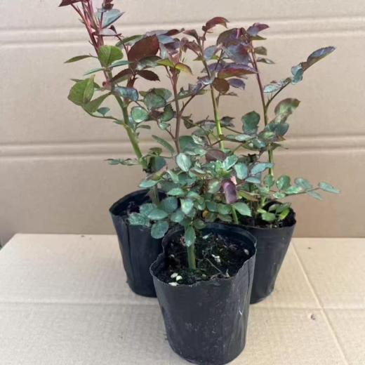 淘牧月季红丝绒5支 10-25cm月季花苗开花红玫瑰花室内阳台盆栽四季好养花卉绿植树苗 商品图4