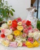 【就这几份】方德混色单头玫10支+奶油桃子大丽花5支/份    玫瑰为无土栽培品长约50cm 商品缩略图1