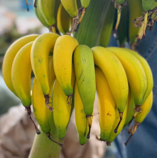 【下单送一斤】海南佳丽香蕉京东空运包邮下单从三亚发货 商品图4