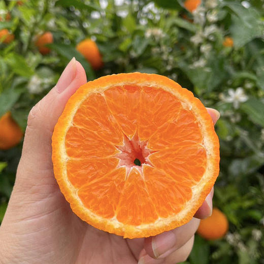 【自营】云南雪山小甜甜无核蜜沃5斤/9斤 规格可选  顺丰包邮 商品图1