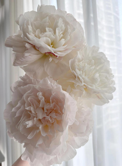 【预售！4.20起陆续发出】母爱芍药 【岁月从不败美人】 简小姐精选新品芍药-母爱 2件包邮 顺丰空运直发 商品图9