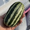 【包邮】连皮带籽一起吃~【博洋蜜瓜】(净重约3斤)~源头直采，当你见到它的时候我们已经淘汰90%的歪瓜裂枣，一颗甜蜜脆爽的甜瓜，承包这个春天的绿意香甜！脆嫩无渣又带有特有香气！ 商品缩略图3