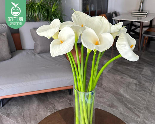 白色马蹄莲（长约60cm*10支/扎） 商品图2