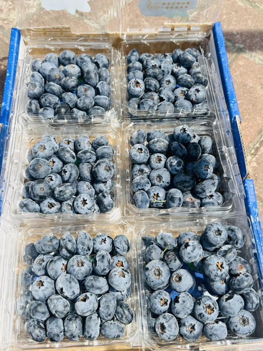 花香脆星空蓝莓  22+大蓝莓 商品图3