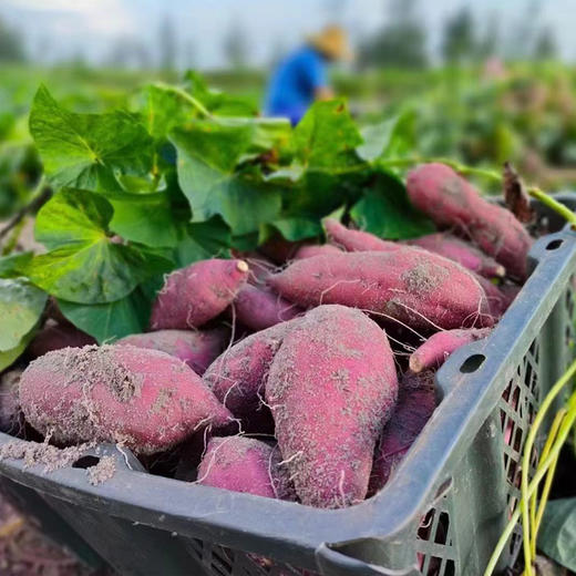 【自营】海南沙地桥头地瓜5斤/8斤 规格可选 商品图5