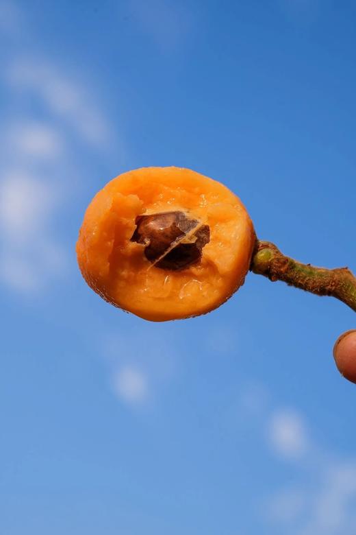 【顺丰包邮】金沙江畔生态大五星枇杷 源自“中国枇杷第一镇”从外形到品质都是顶顶好个大核小肉厚 枇杷香味浓郁 顺丰基地直邮 商品图10