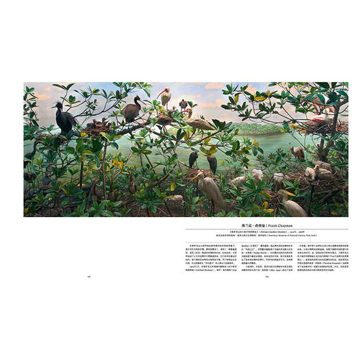 “费顿艺术灵感”系列典藏画册：鸟：探索飞翔的世界，一座“鸟类艺术博物馆”，  收录全球300余件经典作品，再现4000年鸟类艺术史 摄影画册 商品图1
