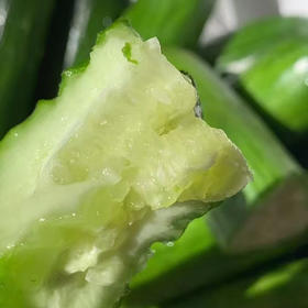 【自营】山东水果小黄瓜3斤/4.5斤 多规格可选