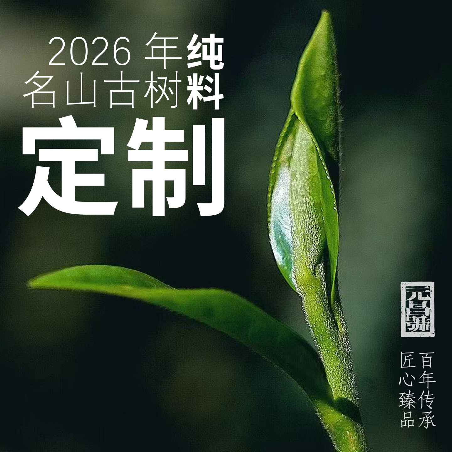 【春茶定制】元昌号2026年头春古树纯料定制 公斤价