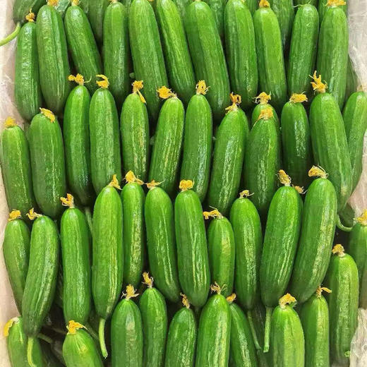 【自营】山东水果小黄瓜3斤/4.5斤 多规格可选 商品图2