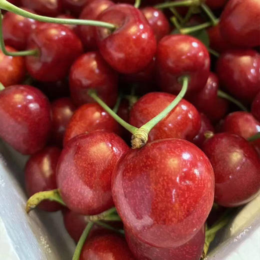 【自营】辽宁美早大樱桃1.8斤/2.8斤 多规格 顺丰/京东包邮 商品图3