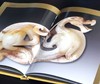 【1.3折】《中国古玉精选图集》，8开，绸布面六合函套精装，刷金边，张守义签名藏书票，王震主编，雅昌精印，朝华出版社2008年一版一印，定价2008，售价260元。 商品缩略图12