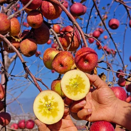 【买四箱送一箱】基地直发 | 有机苹果刺梨四神汤饮 商品图4