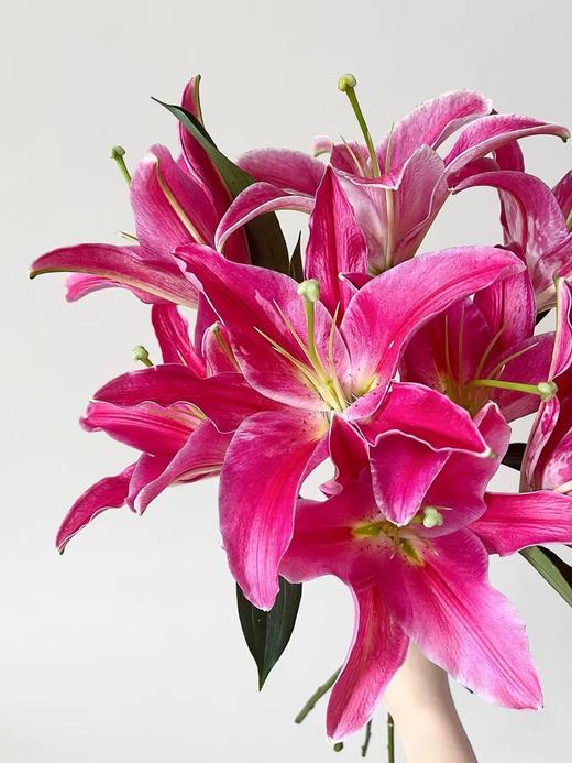 西诺红百合10枝 商品图0