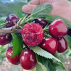 【自营】辽宁美早大樱桃1.8斤/2.8斤 多规格 顺丰/京东包邮 商品缩略图2