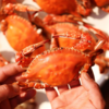 【保鲜不保活】舟山野生红膏梭子蟹丨时令尝鲜，蟹肉的鲜甜、红膏的膏香在齿间萦绕，甘甜鲜美，货架期只有短短20天，错过这个季节就要等上一年⭐顺丰快递 商品缩略图7