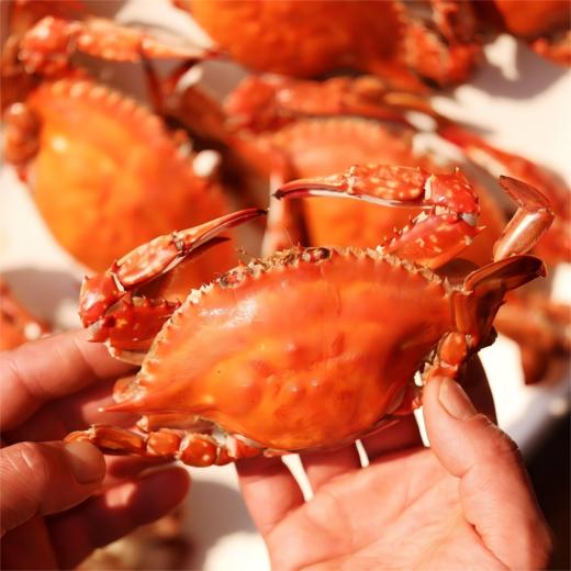 【保鲜不保活】舟山野生红膏梭子蟹丨时令尝鲜，蟹肉的鲜甜、红膏的膏香在齿间萦绕，甘甜鲜美，货架期只有短短20天，错过这个季节就要等上一年⭐顺丰快递 商品图7