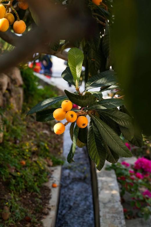 【顺丰包邮】金沙江畔生态大五星枇杷 源自“中国枇杷第一镇”从外形到品质都是顶顶好个大核小肉厚 枇杷香味浓郁 顺丰基地直邮 商品图9