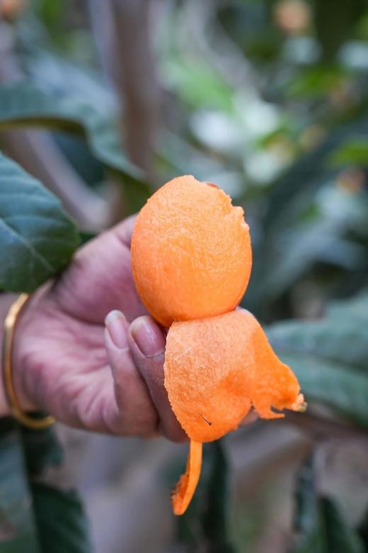 【顺丰包邮】金沙江畔生态大五星枇杷 源自“中国枇杷第一镇”从外形到品质都是顶顶好个大核小肉厚 枇杷香味浓郁 顺丰基地直邮 商品图3