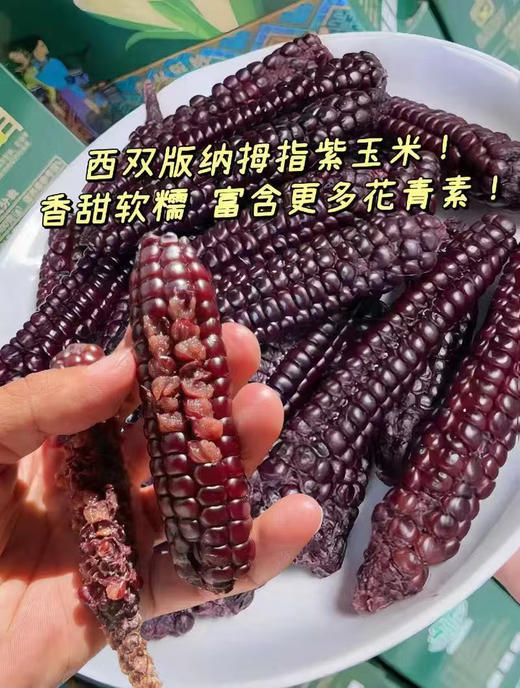 现货西双版纳拇指玉米500克 商品图8