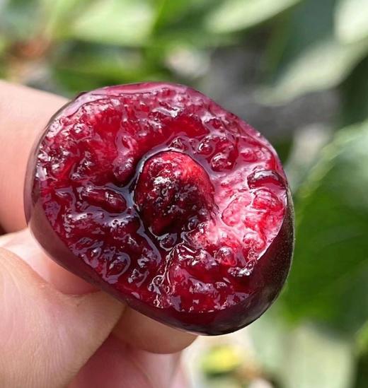 大连美早樱桃【顺丰空运】 商品图2