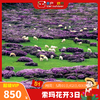 【五一丨索玛花开】（5.1-3天天发团）谁说杜鹃必须开在江南烟雨里！北纬27°的"高山调色盘"，西昌把夏天藏在了海拔3000米 商品缩略图0