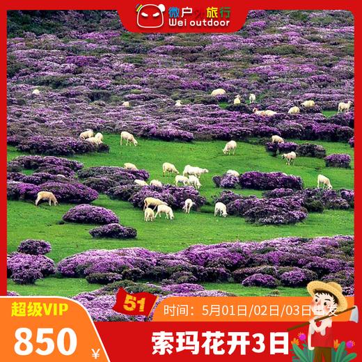 【五一丨索玛花开】（5.1-3天天发团）谁说杜鹃必须开在江南烟雨里！北纬27°的"高山调色盘"，西昌把夏天藏在了海拔3000米 商品图0