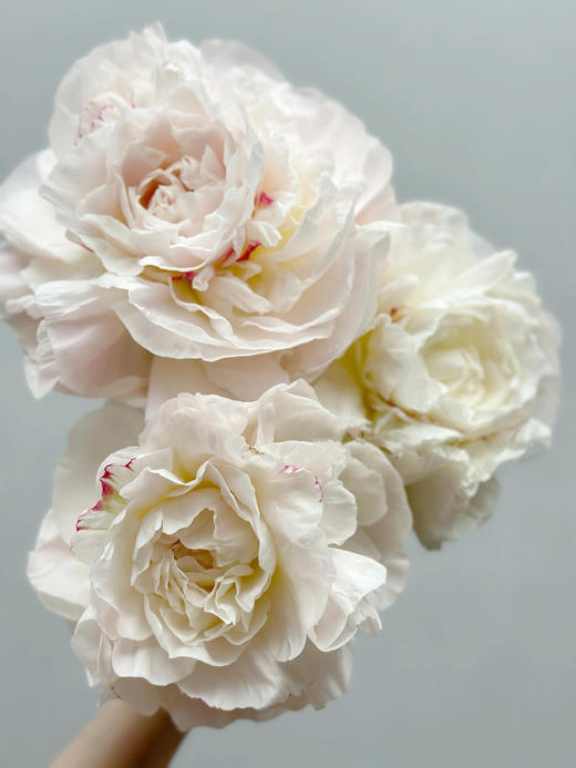 【预售！4.20起陆续发出】母爱芍药 【岁月从不败美人】 简小姐精选新品芍药-母爱 2件包邮 顺丰空运直发 商品图6