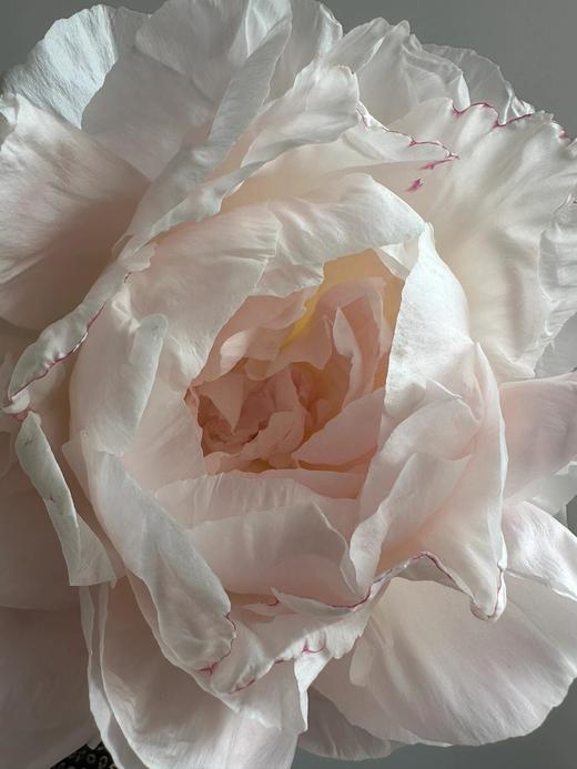 【预售！4.20起陆续发出】母爱芍药 【岁月从不败美人】 简小姐精选新品芍药-母爱 2件包邮 顺丰空运直发 商品图5