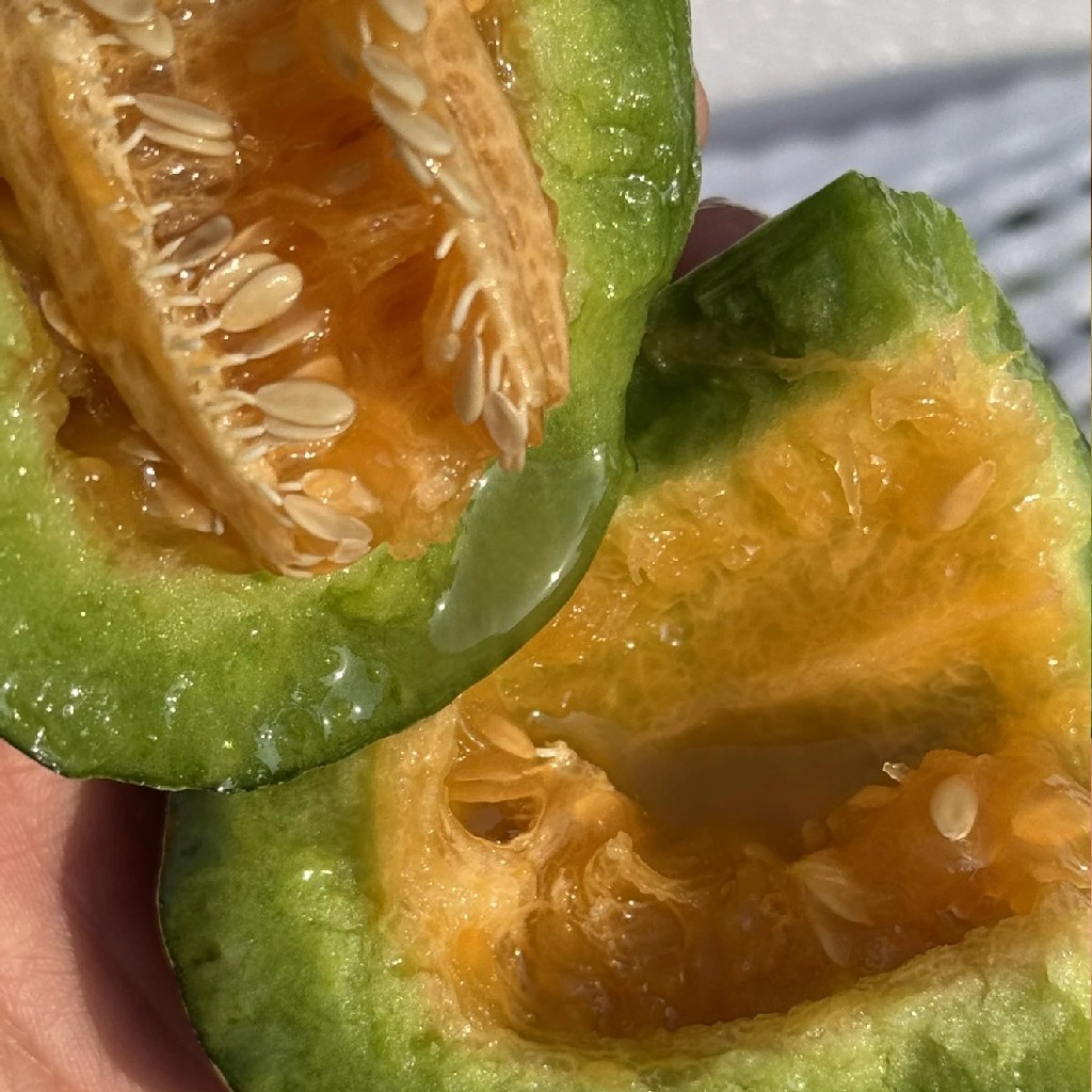 【包邮】连皮带籽一起吃~【博洋蜜瓜】(净重约3斤)~源头直采，当你见到它的时候我们已经淘汰90%的歪瓜裂枣，一颗甜蜜脆爽的甜瓜，承包这个春天的绿意香甜！脆嫩无渣又带有特有香气！