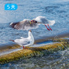 环青海湖骑行｜4+2豪华保障 此生必去 360公里环湖挑战 5日 商品缩略图7