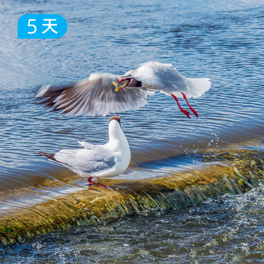 环青海湖骑行｜4+2豪华保障 此生必去 360公里环湖挑战 5日 商品图7