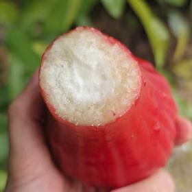 【自营】海南黑金刚莲雾3斤/4斤 顺丰/京东包邮