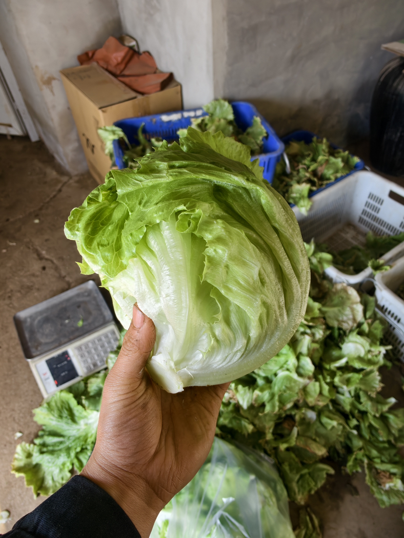农场有机球生菜，北京本地农场，没有任何药，个别会有虫眼，2斤/份，2-3个